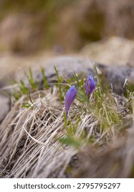 Selective focus macro shot of two delicate violet saffron wild flowers growing through dry grass on mountain slope, early spring nature details, floral background