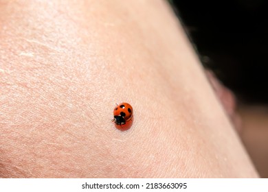Selective focus macro view on a wild ladybug on human hand. Wildlife Garajonay National Park, La Gomera, Canary Islands, Spain. Wishing luck or falling in love concep. A ladybug on the person arm.
