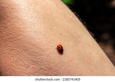 Selective focus macro view on a wild ladybug on human hand. Wildlife Garajonay National Park, La Gomera, Canary Islands, Spain. Wishing luck or falling in love concep. A ladybug on the person arm.