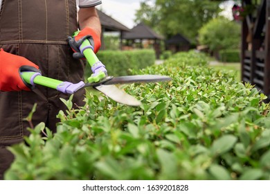 Selective focus of male gardener using big scissors to cut bushes in summer. Close up of man in uniform and gloves using special tool to taking care of backyard plants. Concept of gardening. - Powered by Shutterstock