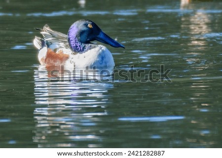 Selective focus of a Male Northern Shoveler Duck on the surface of a pond in Audubon Park in New Orleans, Louisiana