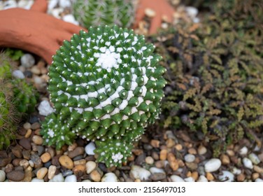 Selective Focus Of Mammillaria Cactus, Green Succulent Plants With Round-shaped Stems And White Wool. The Ornamental Plant That Decorated With Small Pebbles In The Rock Garden.