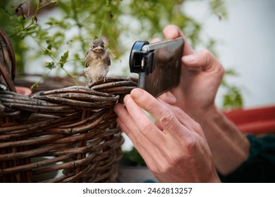 Selective focus. Man using modern smartphone, with installable macro lens, taking photo of a little bird sitting on a wicker basket outdoors. Animals and birds in wild life. Close-up