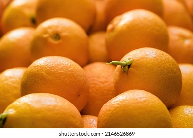 Selective focus of many backlit freshly picked southern italian garden oranges