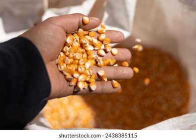 selective focus many yellow corn kernels in hand Dried corn seeds in the field Beautiful grown seeds from the sack ready to be delivered to the factory. to make corn flour or animal feed