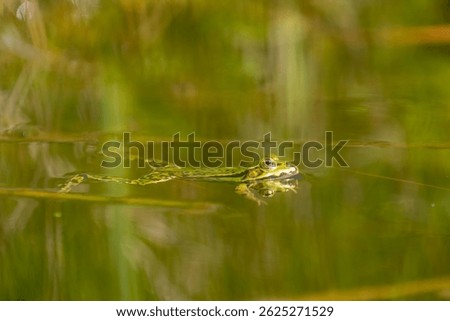 Selective focus of the marsh green frog in swamp in its natural habitat, Pelophylax ridibundus is the largest frog native to Europe, Typical polder in spring, Spawning and breeding season, Netherlands
