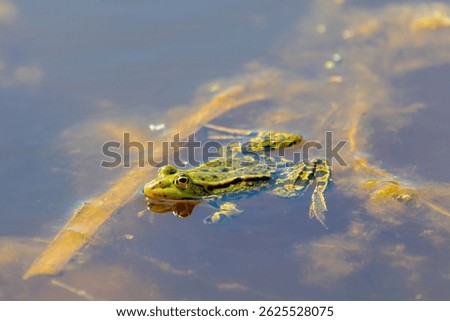 Selective focus of the marsh green frog in swamp in its natural habitat, Pelophylax ridibundus is the largest frog native to Europe, Typical polder in spring, Spawning and breeding season, Netherlands