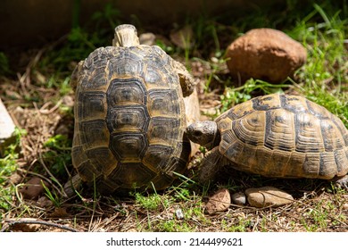 Selective focus of mating tortoises. The other male turtle awaits his turn. Nature, wildlife, reproduction, continuation of lineage, basic instinct concept.