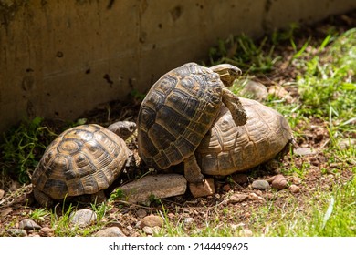 Selective focus of mating tortoises. The other male turtle is waiting for an opportunity to mate with the female. Nature, wildlife, reproduction, continuation of lineage, basic instinct concept.