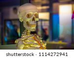 Selective focus, medical object, human skeleton model 