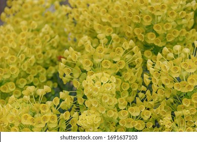 Albanian Spurge の画像 写真素材 ベクター画像 Shutterstock