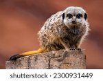 A selective focus of a Meerkat