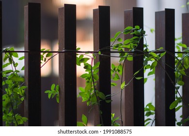 A Selective Focus Of Metal Fence With Crawling Vines Against A Blurred Background