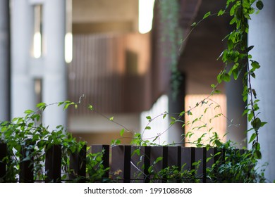 A Selective Focus Of Metal Fence With Crawling Vines Against A Blurred Backgroun