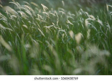 Selective focus. Motion blur. Group of wild flower and wild grass 