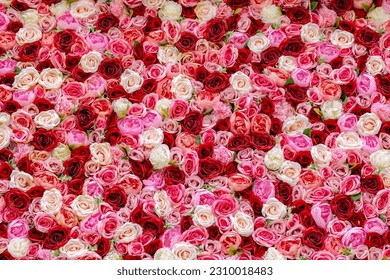 Selective focus of multi colour of artificial roses flowers backdrop, Mixed colourful pattern texture of flora, Can be used as background for display or montage products, Abstract nature background. - Powered by Shutterstock