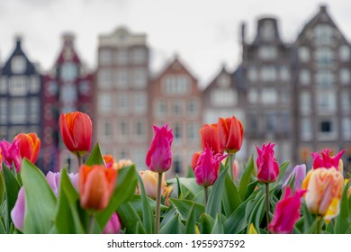Selective focus of multi colour of tulip in the pot placed along street during spring season, Blurred architecture features traditional canal houses as background, Amsterdam, Netherlands.