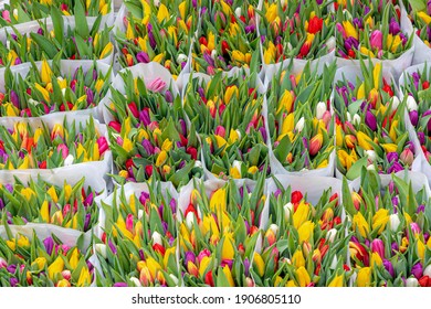 Selective focus of multicolored flower bouquet at market, Tulips form a genus of spring-blooming perennial herbaceous bulbiferous geophytes, Nature floral background, Netherlands.