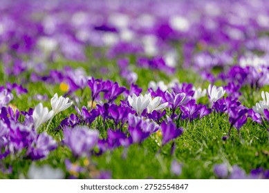 Selective focus of multicolour of crocus in green grass meadow, The flowers are one of the brightest and earliest spring bloom, Crocus is a flowering plants in the family Iridaceae, Natural background