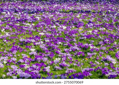 Selective focus of multicolour of crocus in green grass meadow, The flowers are one of the brightest and earliest spring bloom, Crocus is a flowering plants in the family Iridaceae, Natural background