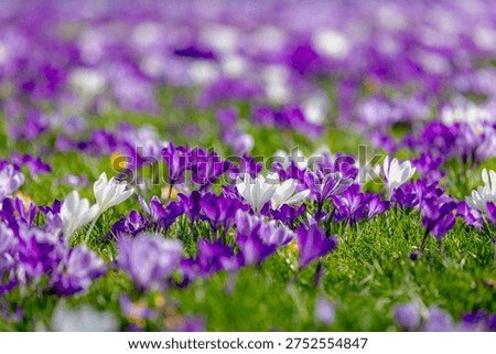Selective focus of multicolour of crocus in green grass meadow, The flowers are one of the brightest and earliest spring bloom, Crocus is a flowering plants in the family Iridaceae, Natural background