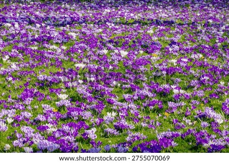 Selective focus of multicolour of crocus in green grass meadow, The flowers are one of the brightest and earliest spring bloom, Crocus is a flowering plants in the family Iridaceae, Natural background