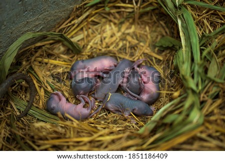 Selective focus of newborn small rats in a farm.