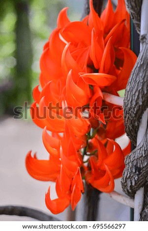 Selective Focus of Newguinea Creeper