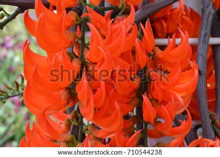 Selective Focus of Newguinea Creeper