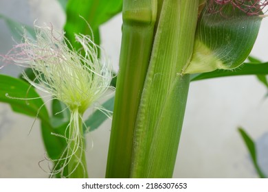 Selective focus of newly emerging corn silk. Silk emergence on corn plant.