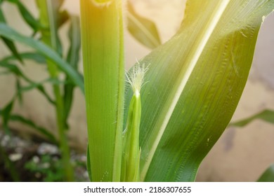 Selective Focus Of Newly Emerging Corn Silk. Silk Emergence On Corn Plant.