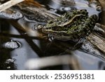 A selective focus of a Northern leopard frog in a puddle with blurred background