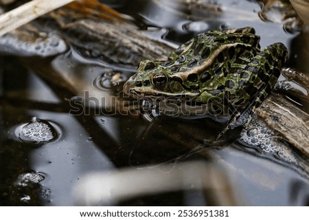 A selective focus of a Northern leopard frog in a puddle with blurred background