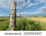 Selective focus of old rustic barbed wire fence post by unharvested rural agricultural field of wheat or corn with mountains in the background and blue sky with clouds in Montana farm near Livingston