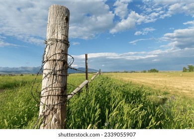 Selective focus of old rustic barbed wire fence post by unharvested rural agricultural field of wheat or corn with mountains in the background and blue sky with clouds in Montana farm near Livingston