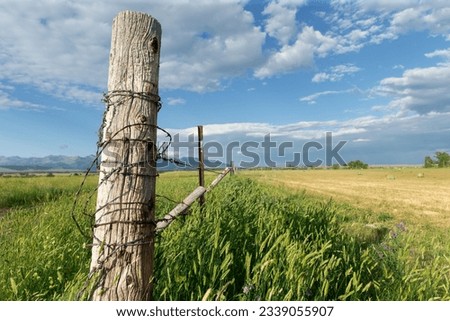 Selective focus of old rustic barbed wire fence post by unharvested rural agricultural field of wheat or corn with mountains in the background and blue sky with clouds in Montana farm near Livingston