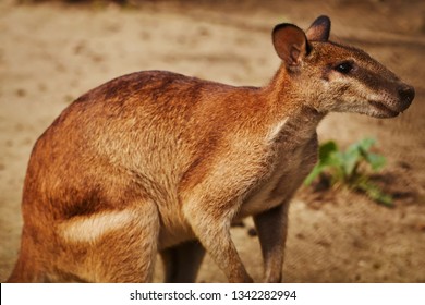 Warthog Babies Images Stock Photos Vectors Shutterstock