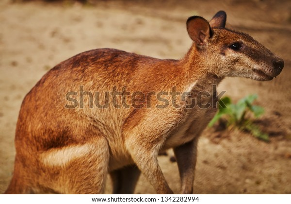 Selective Focus On Baby Kangaroo Malaysia Stock Photo Edit Now 1342282994