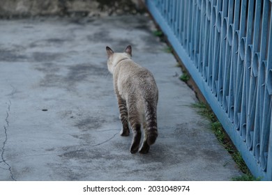 380 Cat backside Images, Stock Photos & Vectors | Shutterstock