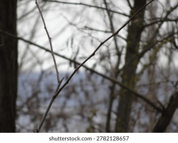 Selective focus on a bare tree branch with blurred forest background, minimalist moody nature close-up.