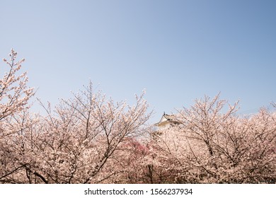 Selective focus on Beautiful cherry blossom