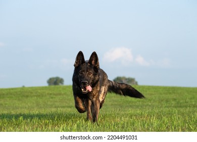 Selective focus on beautiful sable German Shepherd dog running forward through a green grassy field on a farm toward viewer with tongue out in shallow depth of field for bokeh - Powered by Shutterstock