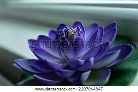 Selective focus on beautiful sacred lotus flower with white and purple leaves. Eternity concept with lily pad, nelumbo on white background. Noise effect and grainy texture.
