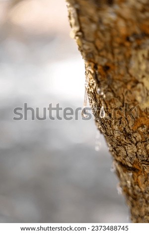 Selective focus on big mastic drops oozes in tears out of the branch of a mastic tree. The resin mastic brightens and twinkles in the sunlight. Vertical pic. Beautiful bokeh background. Chios, Greece.