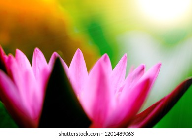 Lotus Flower Meaning In Buddhism Images Stock Photos Vectors Shutterstock