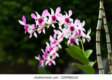 Selective Focus On Blooming Purple White Gradient Color Orchid Flowers With Bokeh Background