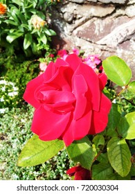 Selective focus on bright red rose flower with blurred background

