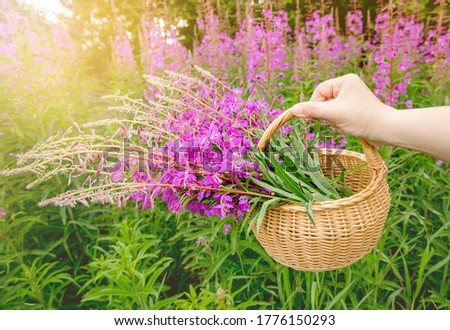 Selective focus on brown wicker basket with Chamaenerion angustifolium( fireweed, great willowherb, rosebay willowherb). Person picking medicinal plant on meadow on sunny day outdoors.