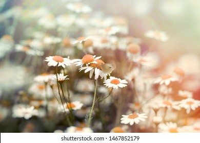 Selective focus on butterfly, white butterfly on chamomile (wild chamomile)  - Shutterstock ID 1467852179