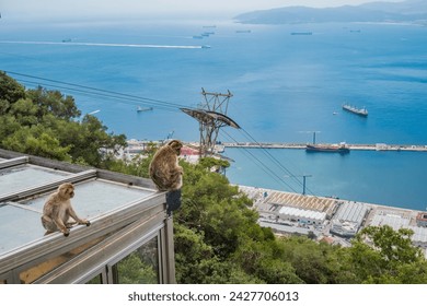 Selective focus on cable car structure with Two macaques of Gibraltar (Macaca sylvanus) sitting and thoughtful and ship harbor in the background